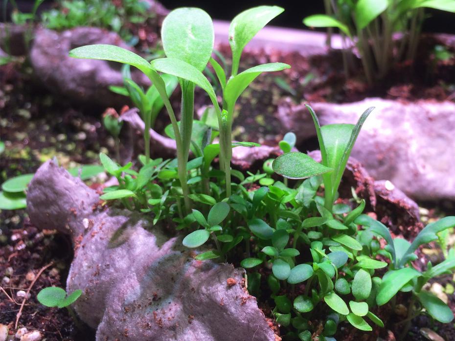 A Seedbom growing wildflowers