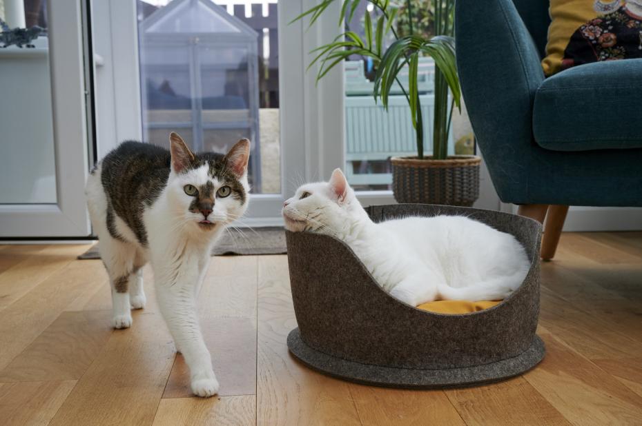 Pet Snug for cats - you might have to get one each!