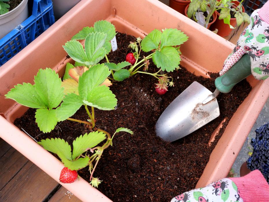 Make a strawberry planter