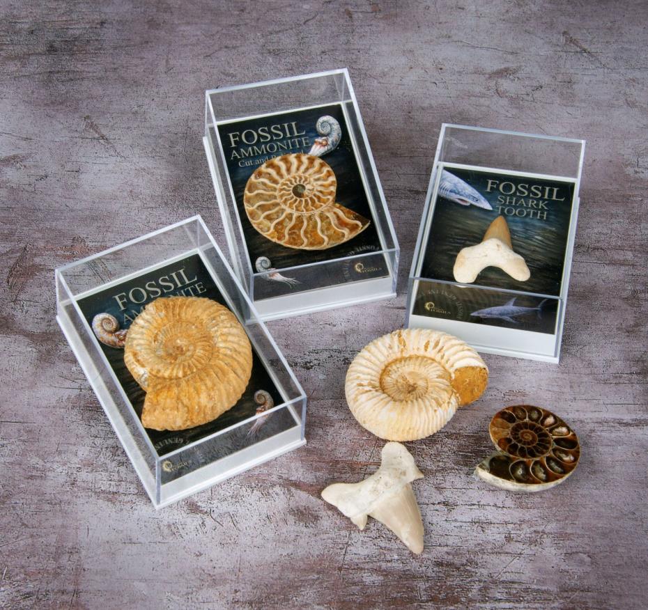 Gift Boxed Fossils