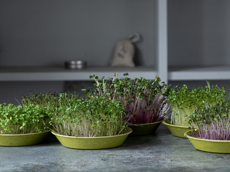 Grown Microgreens