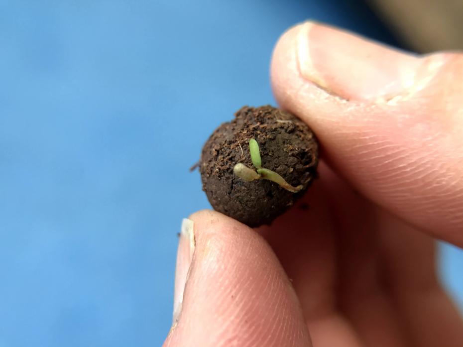 Sprouting Seedball