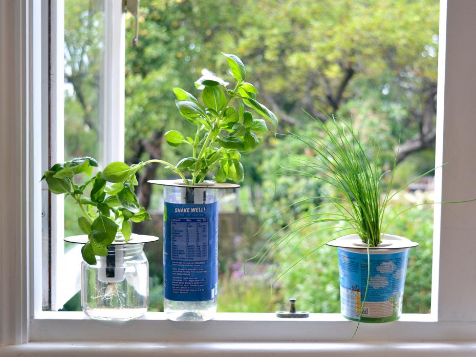 Get fresh herbs in as little as 2 weeks