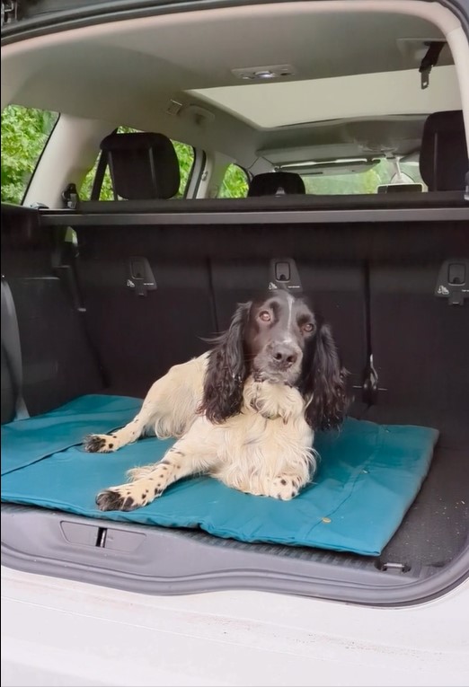 Easy to unroll, protects your car and keeps your dog comfortable