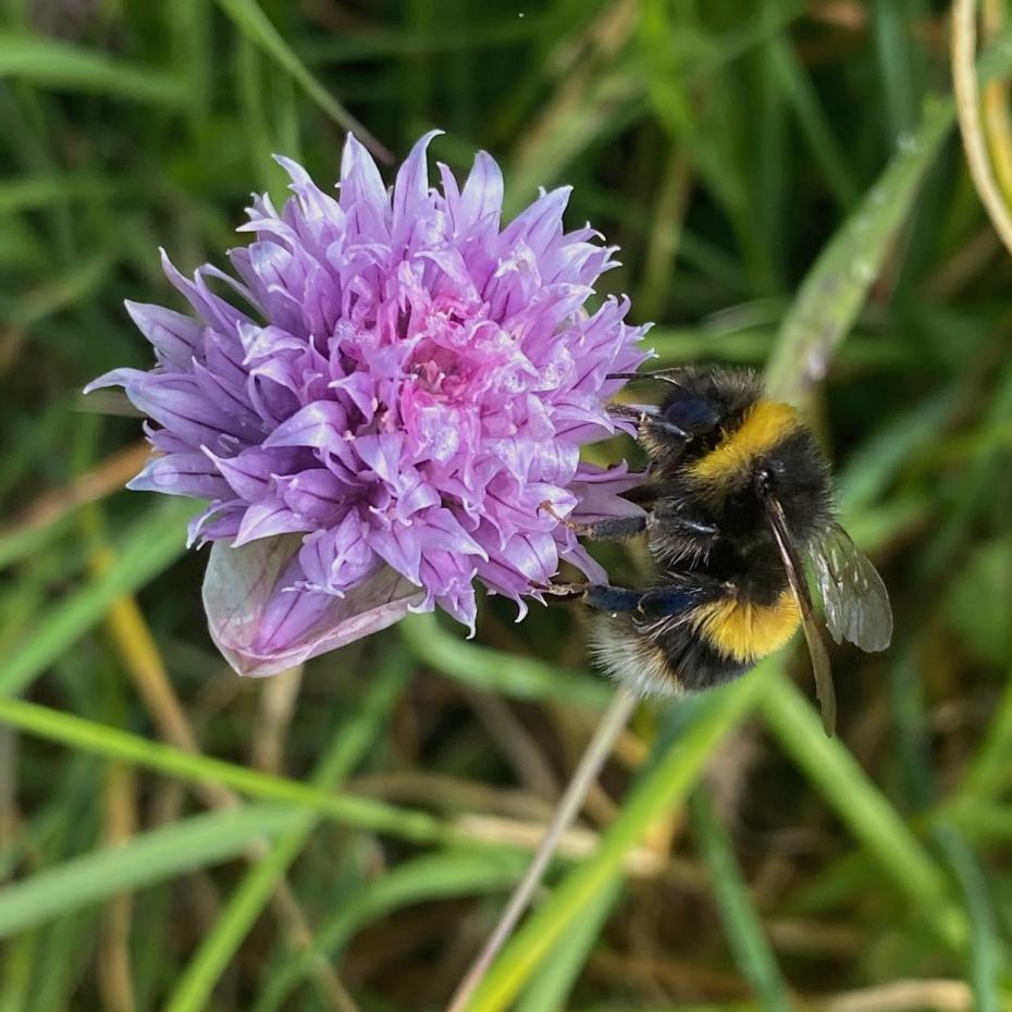 Chive in Flower with Bee