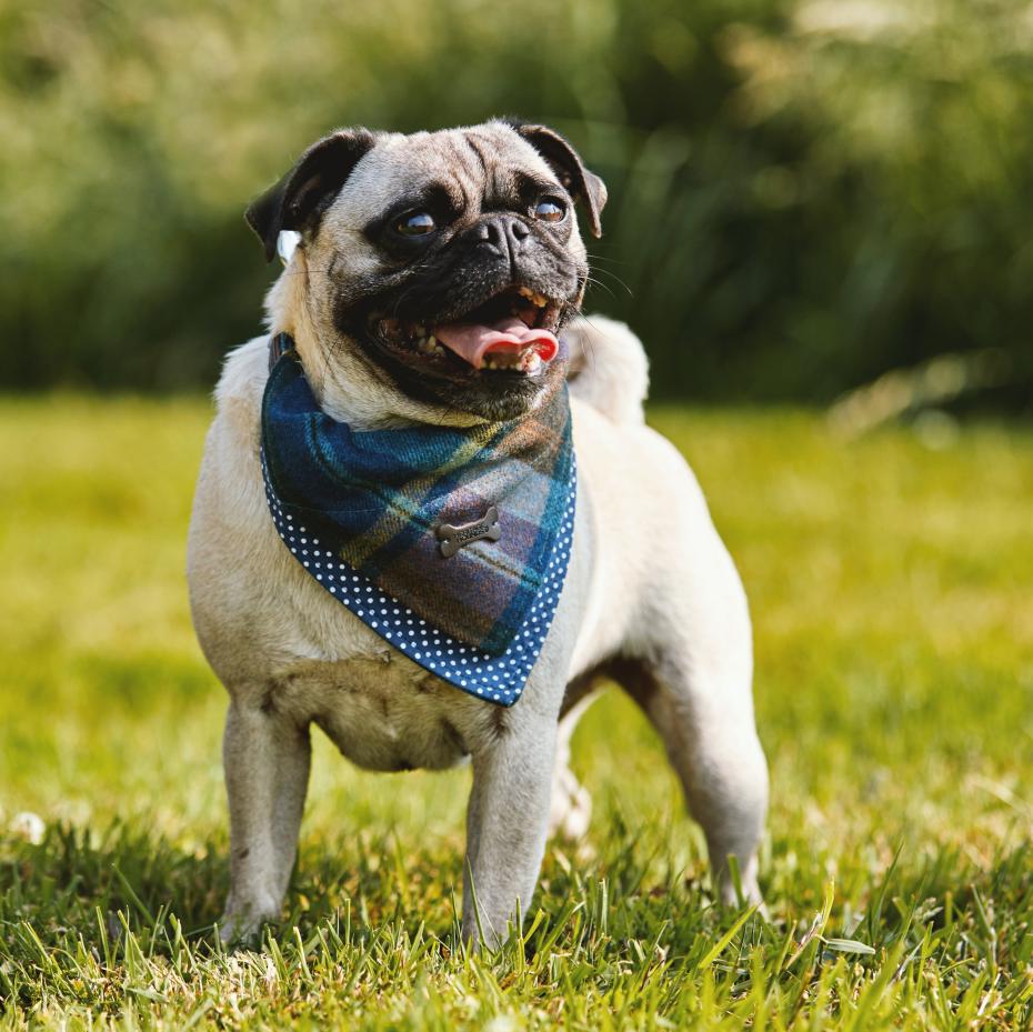 Blue Check Dog Bandana