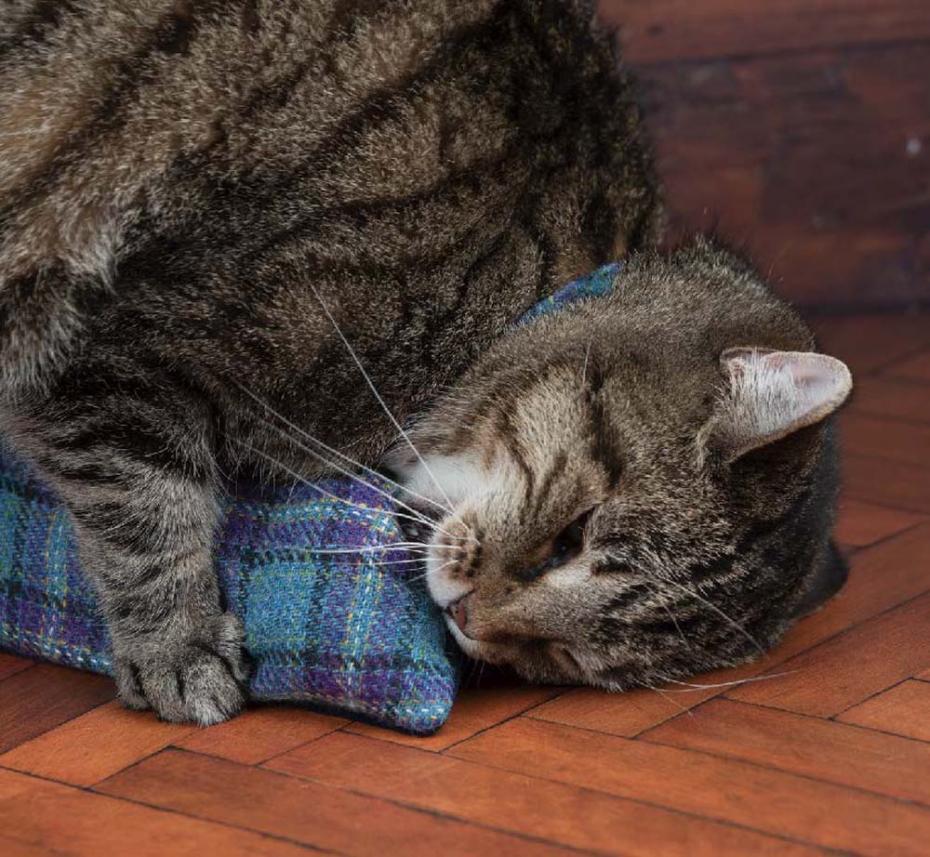 Cosy Catnip pillow