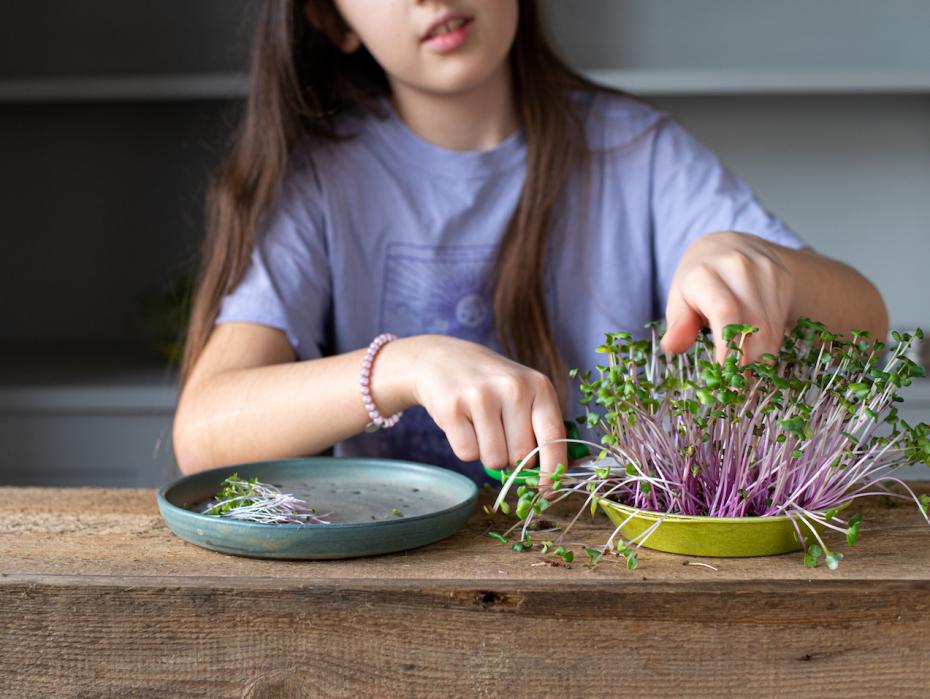 Harvesting Microgreens