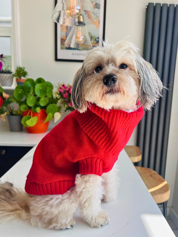 Cherry Red Dog jumper