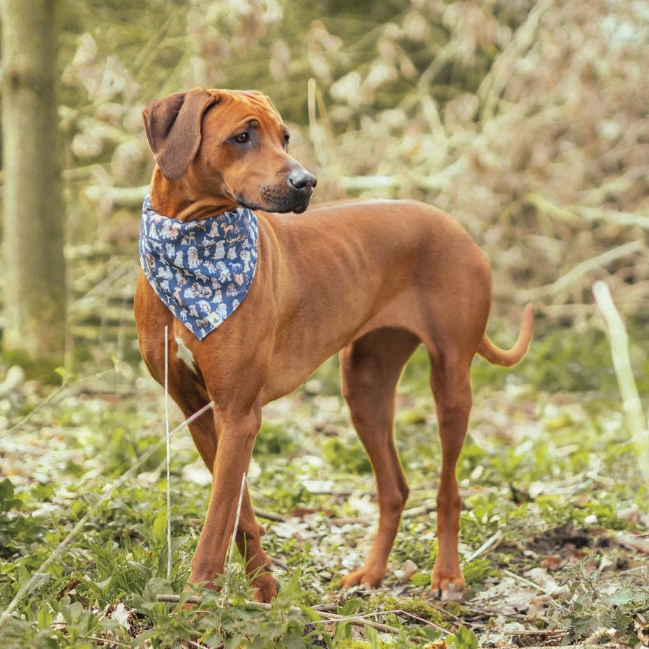 Dog Bandana