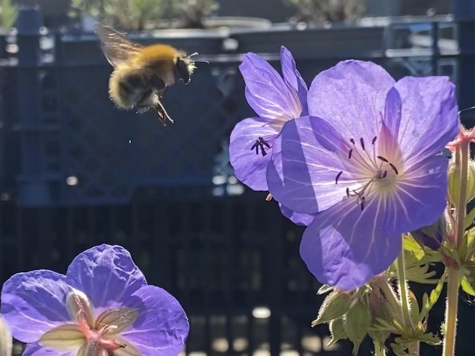 Meadow Geranium flowers and bumblebee