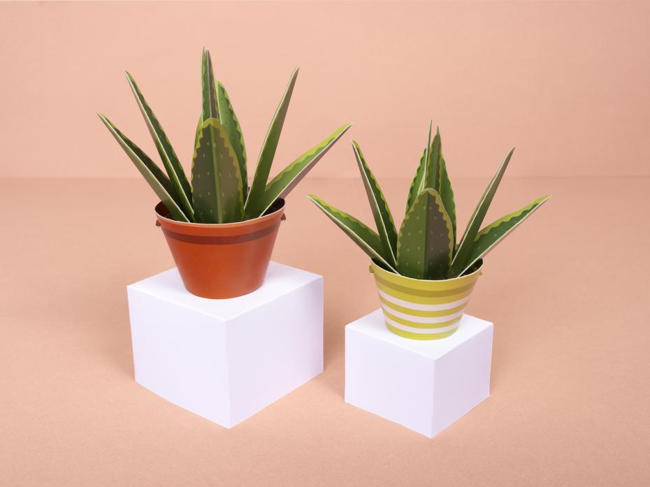 Make Your Own Healing Aloe Vera Paper Plant Kit