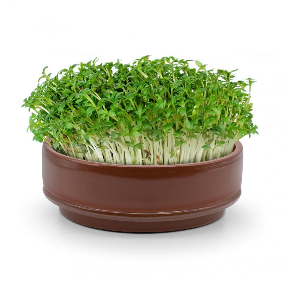 Salad Cress grows quickly and easily in the specially designed Microgreen Grower