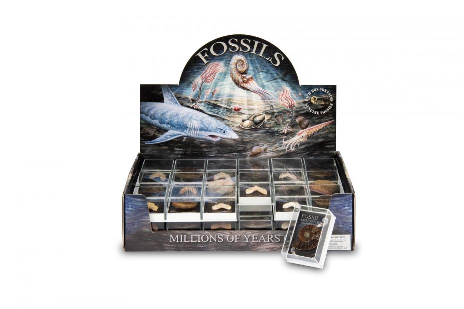 Gift Boxed Fossil Pack