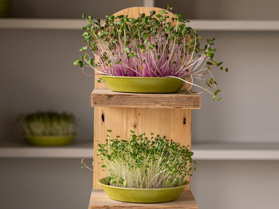 Grow Shelf for Microgreens