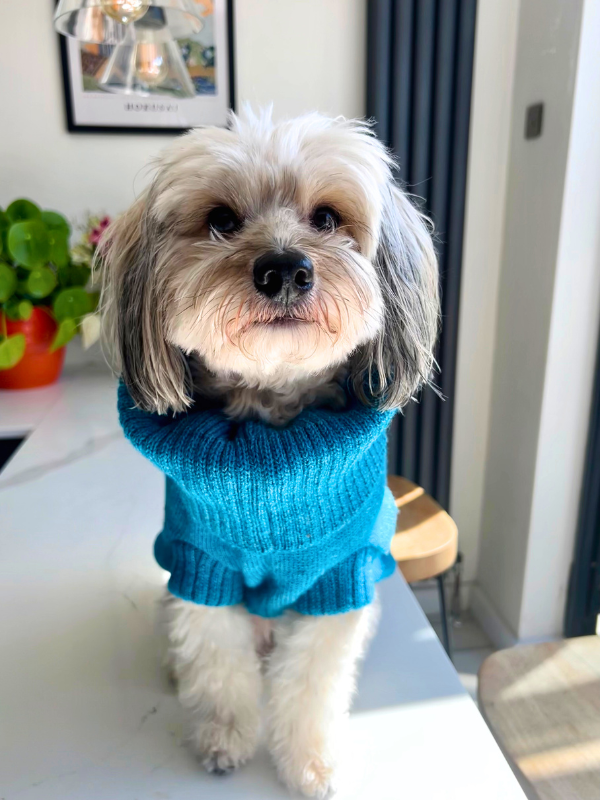 Vibrant Blue Dog Jumper