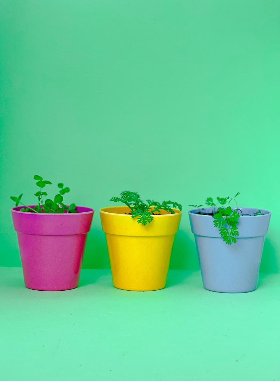 Seedballs Growing In Pots