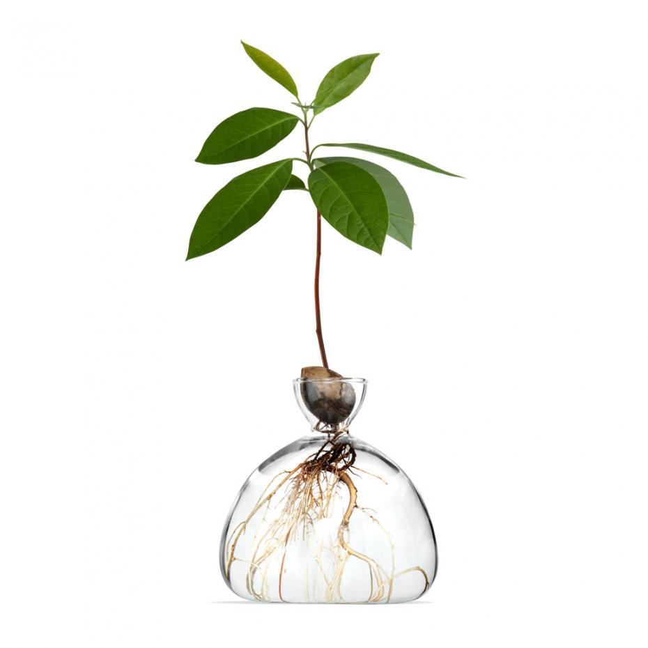 Avocado Vase