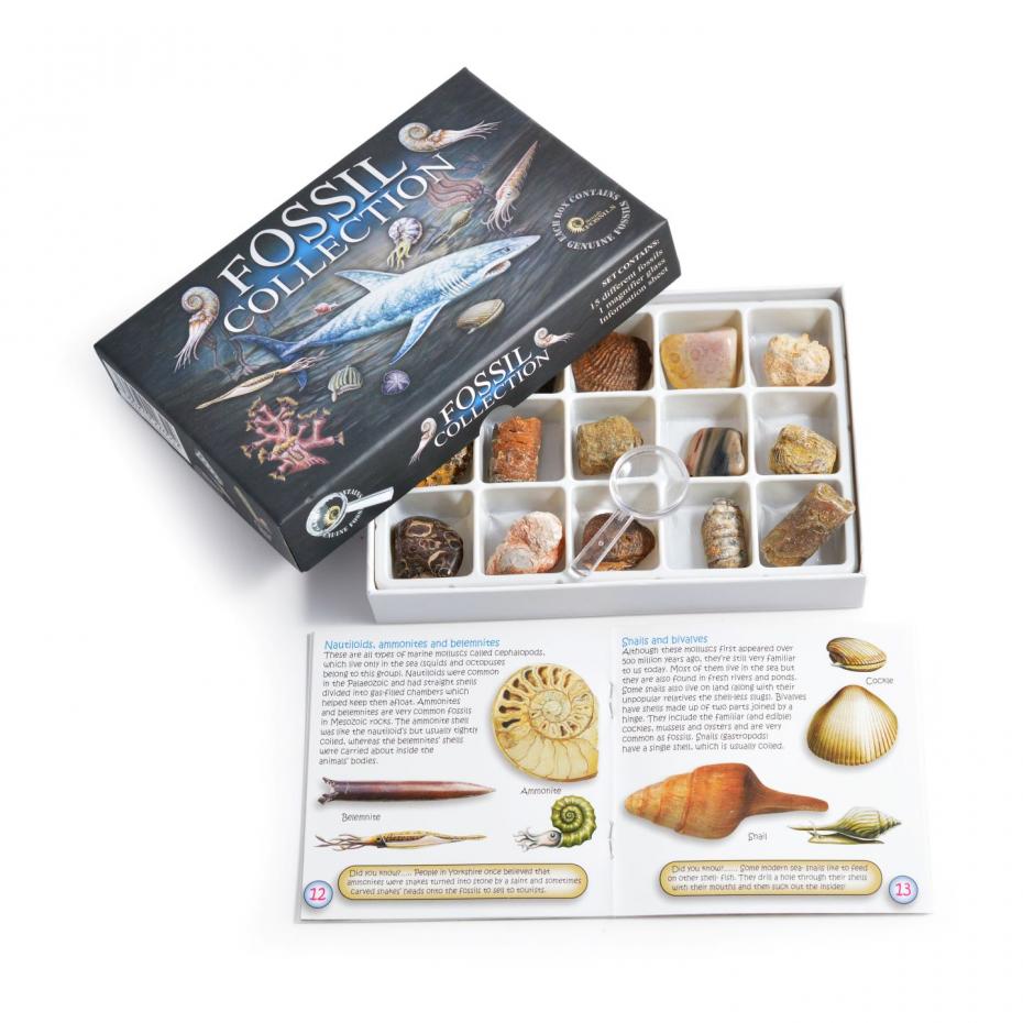 Fossil Collection Kit