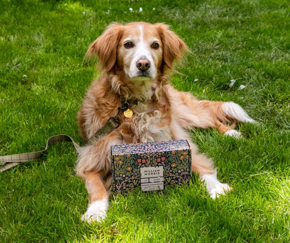 Shared Pampering Gift with Canine Companion Dog Walker's Kit