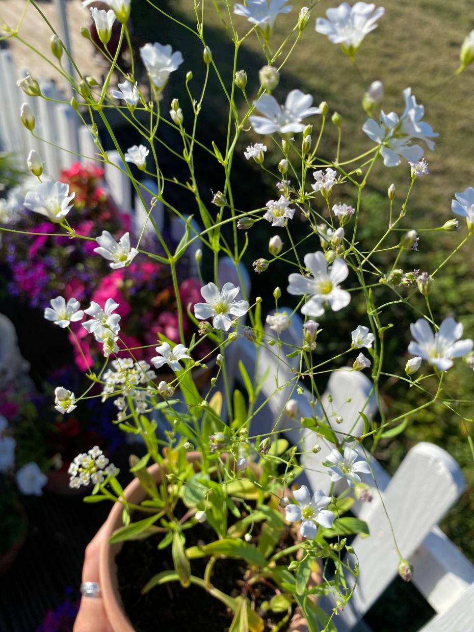 Bloomed Plant