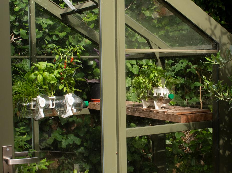 You're able to grow this indoors, outdoors and even in your greenhouse