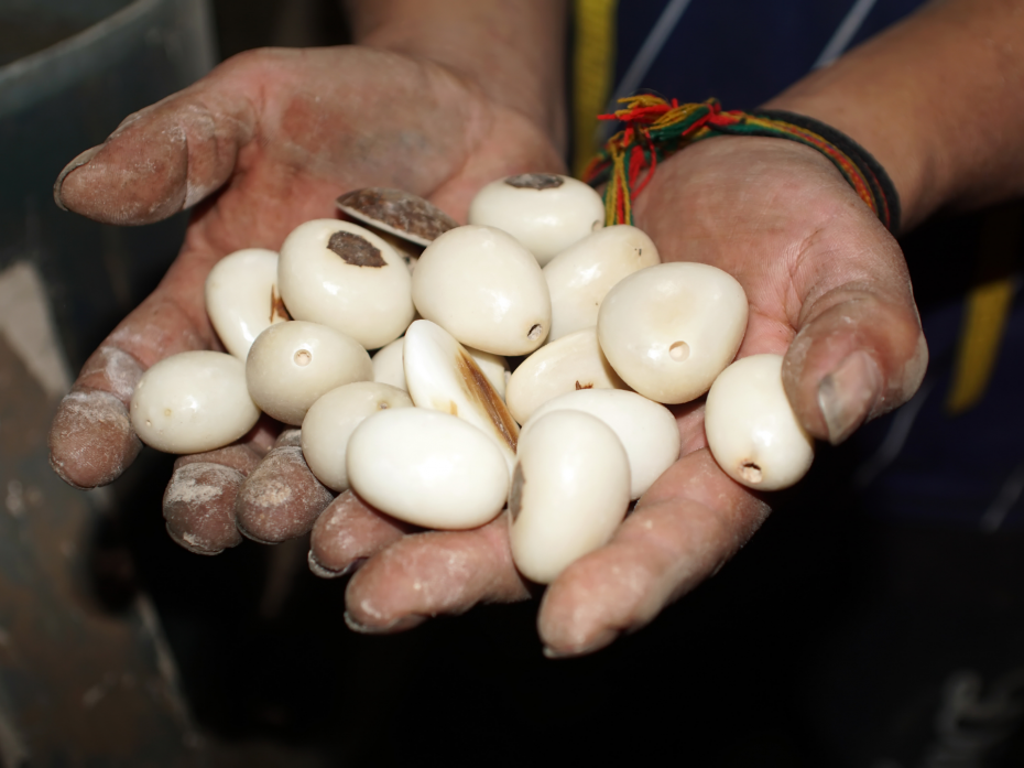 Polish Tagua Seed