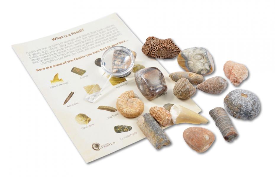 Fossil Collection Kit Contents