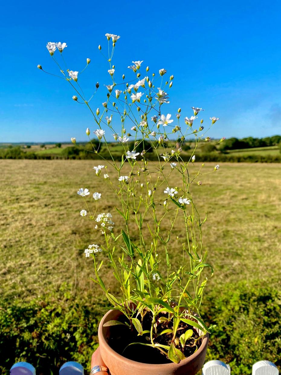 Bloomed plant